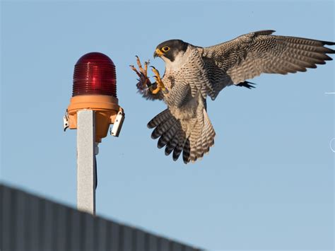 This Bird Is The Fastest Animal In The World Now Beating The Cheetah