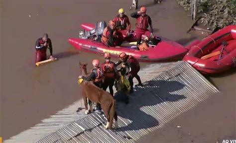 Como O Cavalo Caramelo Foi Resgatado De Telhado Em Canoas No Rio