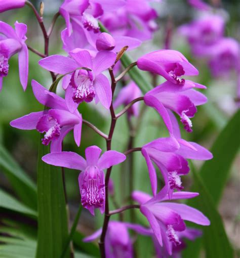 Orchidej vzpřímená Bletilla striata kont 0 5 l E shop Lumigreen cz