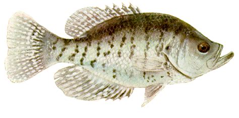 White Crappie Pomoxis Annularis