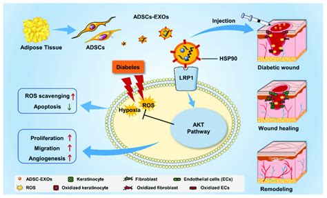 The Mechanism Of ADSC EXO Modulating Diabetic Wound Healing Process