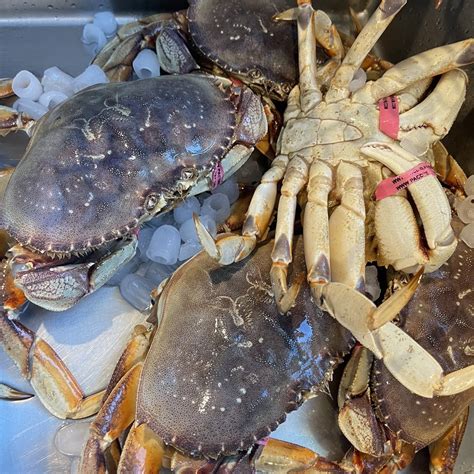 Who Has Fresh Dungeness Crab Near Me Informacionpublica Svet Gob Gt