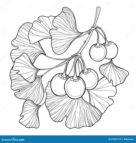 Vector Branch with Outline Gingko or Ginkgo Biloba Tree. Bunch with