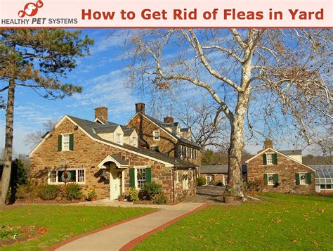 How to Get Rid of Fleas in Yard? Top 3 Methods to Get Rid of the Fleas Fast