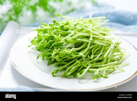 Red Bean Sprouts Stock Photo Alamy