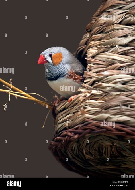 Zebra Finch Taeniopygia Guttata Male In Nest Basket Stock Photo Alamy