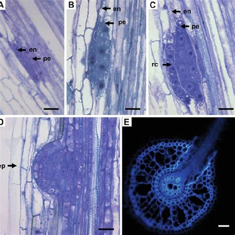 1 Rice Root System A Morphology Of The Rice Seedling 24 Days