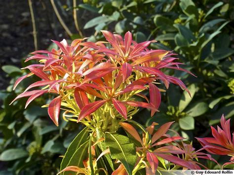 Andromède du Japon Piéris Pieris japonica planter cultiver multiplier