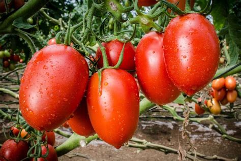 Condiciones Ambientales Óptimas Para El Cultivo De Tomate En Invernadero