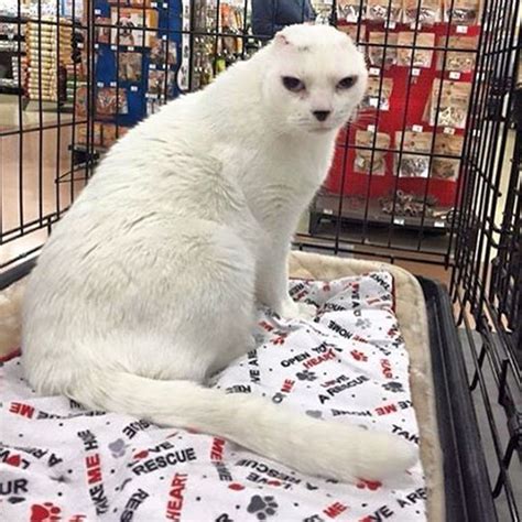 Woman Takes A Chance On Earless Senior Cat While Others Pass Him By A