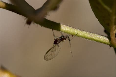 Aphididae Da Identificare Natura Mediterraneo Forum Naturalistico