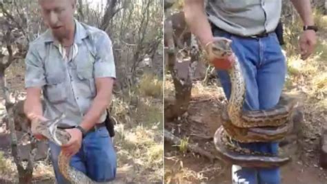 Terrifying Footage Shows Snake Catcher S Close Call When Enormous 9ft