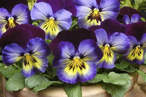 Spring Matrix Midnight Glow Pansy 4 Pack