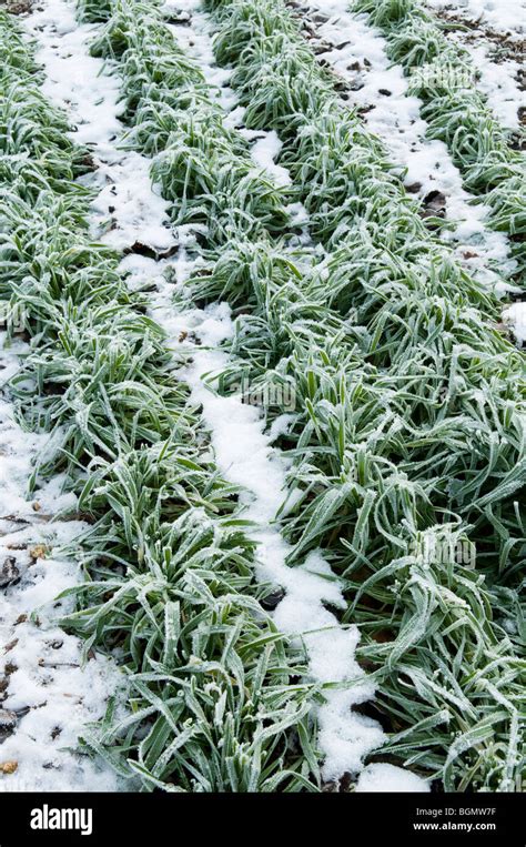 Hungarian Grazing Rye Sown As A Green Manure To Improve Soil Fertility