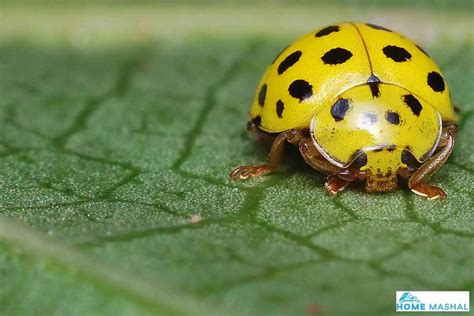 17 Different Types of Ladybugs (With Photos)