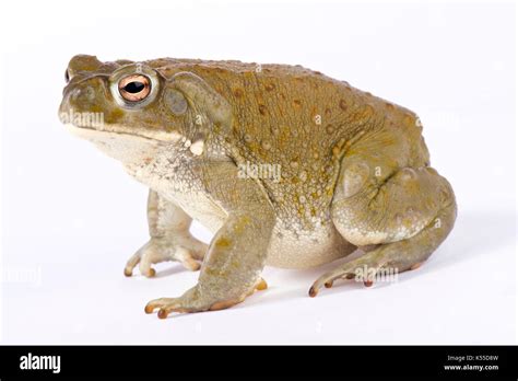 Colorado River Toad Incilius Alvarius Stock Photo Alamy