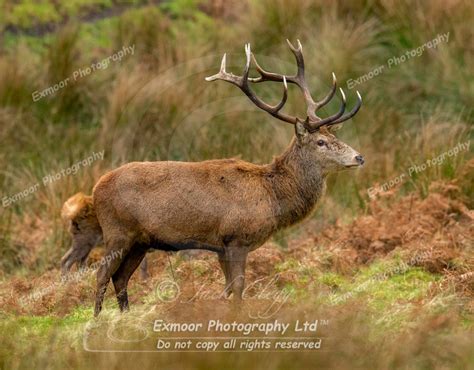 Exmoor Photography Exmoor Red Deer Rut Single Stags