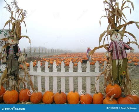 Pumpkin Patch Scarecrows With Picket Fence Stock Photo Image Of