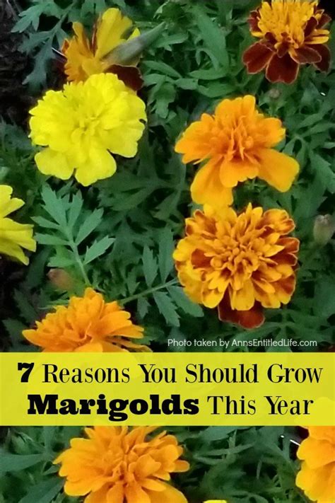 Marigold Flowers 7 Reasons You Should Grow Marigolds This Year