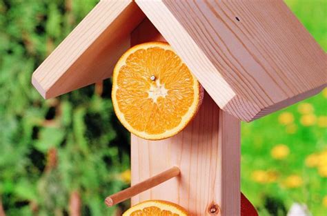 How To Make Easy Diy Oriole Feeders Birds And Blooms