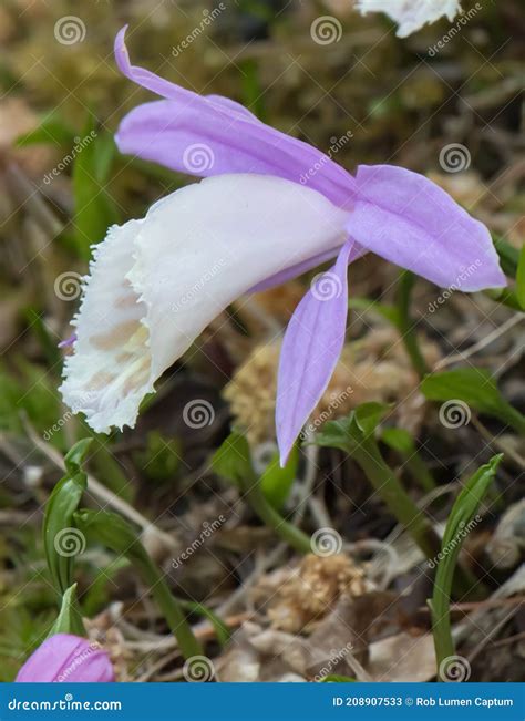 Hardy Chinese Orchid Pleione Bulbocodioides Close Up Flower Stock Image