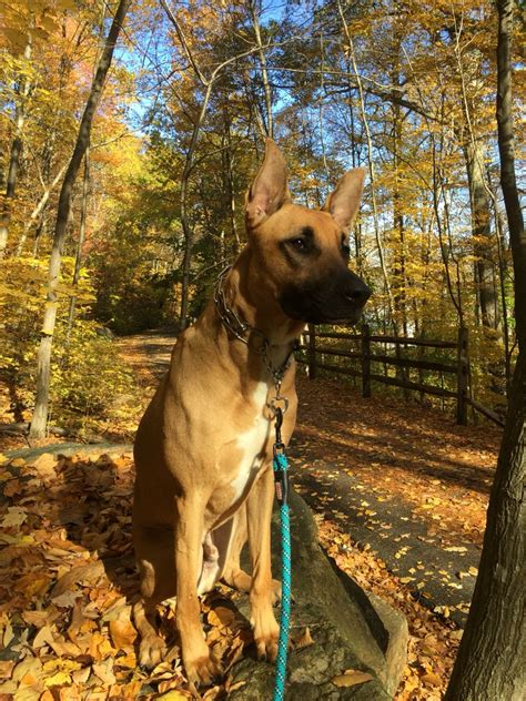 German Shepherd Great Dane Mix