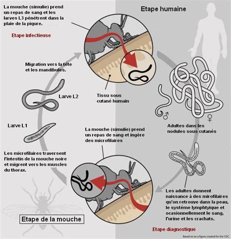 File:Life Cycle of Onchocerca volvulus(French version).JPG - Wikimedia ...