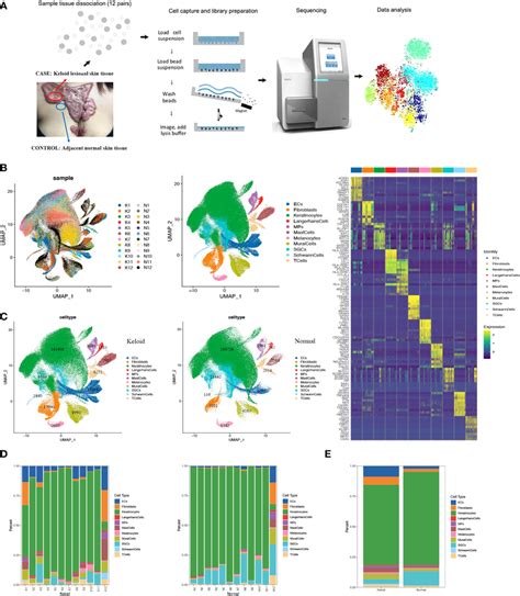 Single Cell Rna Seq Scrna Seq Reveals The Cellular Diversity And