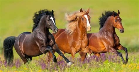 Mule VS Horse: How Are They Different? - A-Z Animals