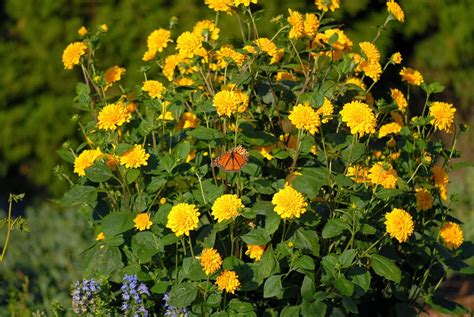 6 Consejos Para Elegir Las Plantas Perennes Adecuadas Para Tu Jardín