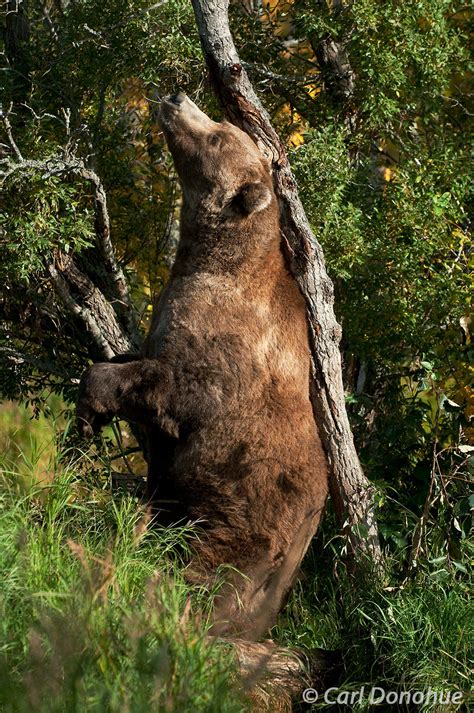 Otis Large Adult Grizzly Bear Boar Scratching On Tree Alaska Carl