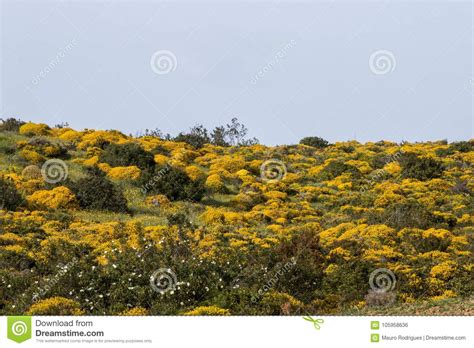 Landscape With Ulex Densus Shrubs Stock Photo Image Of Landscape