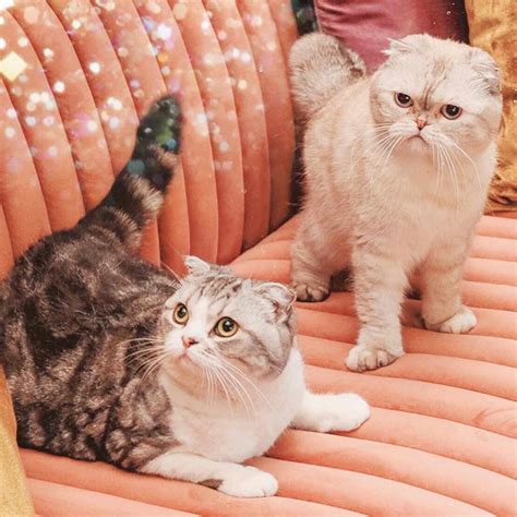 Raças Dos Gatos Da Taylor Swift E Como Um Deles Se Tornou Um Dos