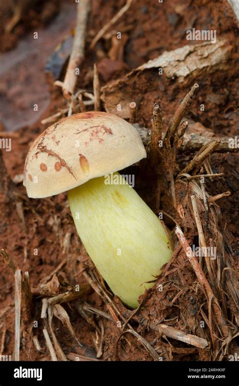 Mushroom, Boletus sp Stock Photo - Alamy