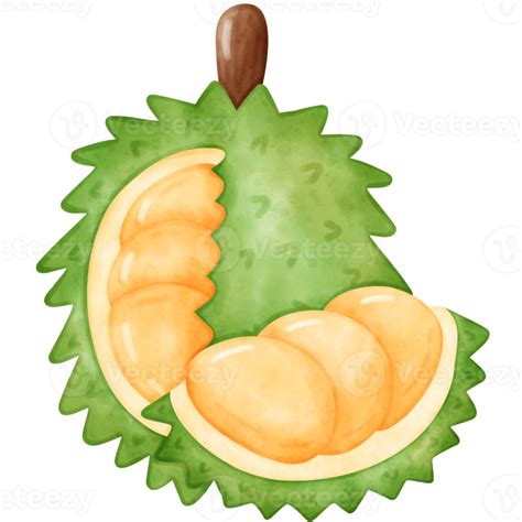 Durian Watercolor Durian 31394355 PNG