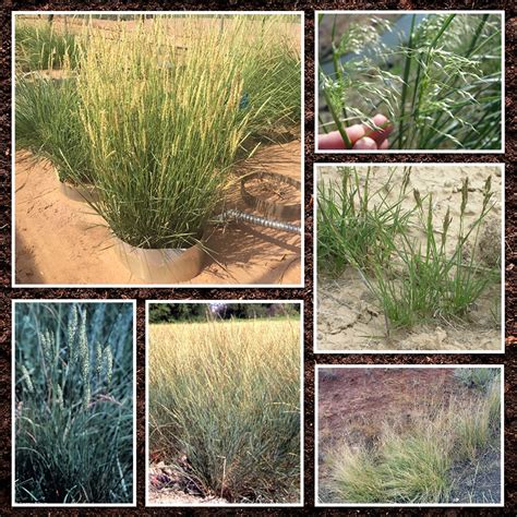 Western Native Grass Seed Mix American Meadows