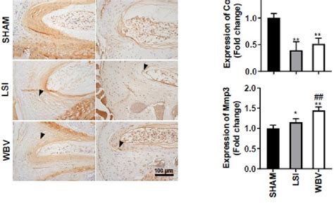 Pdf Whole Body Vibration Attenuates Pyroptosis Mediated Inflammation