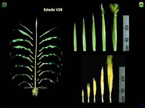 INFORMACIONES AGRONOMICAS Esquema Del Desarrollo Y Crecimiento Del