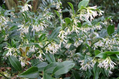 How To Grow Sarcococca Rhs