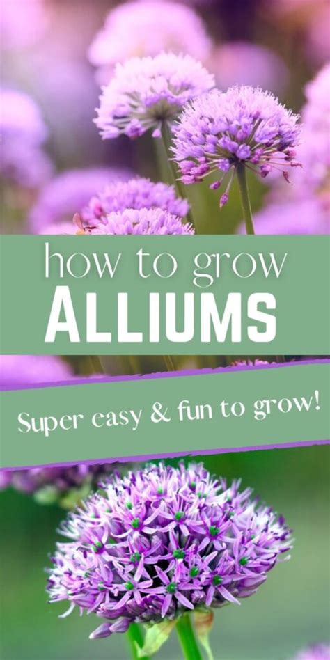 How To Plant Allium Bulbs A Complete Guide To Growing Ornamental