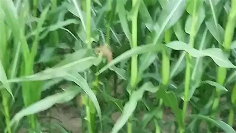 Dbmjnd Porn Videos Sex Model Nudes Xhamster