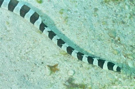 Myrichthys Colubrinus Harlequin Snake Eel Reef Life Survey