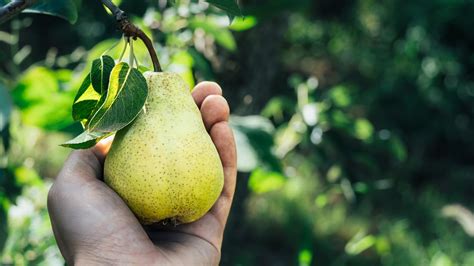 ¿cuáles Son Los Beneficios De La Pera Para La Salud El País