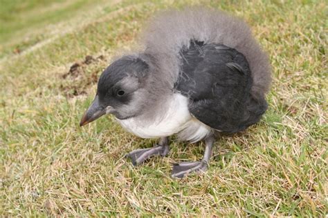 Baby Puffin Rescue in Vestmannaeyjar | What's On in Reykjavík