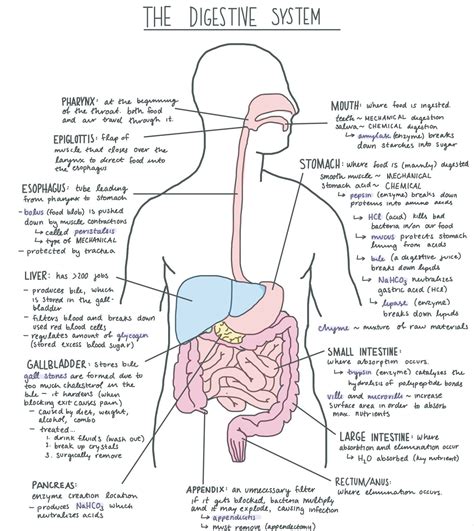 Digestive System For Grade