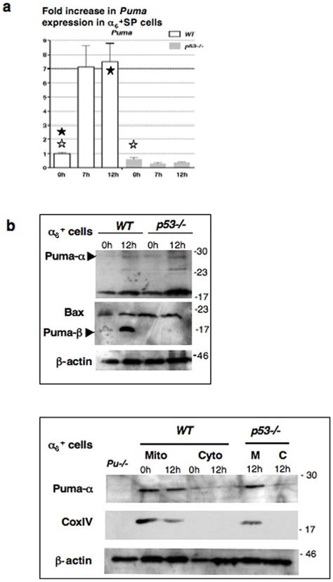 Increased Puma Gene Expression In A P53 Dependent Manner In A 6 Sp