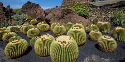 The BEST Jardín de Cactus, Lanzarote Museums & exhibitions 2023 - FREE Cancellation | GetYourGuide