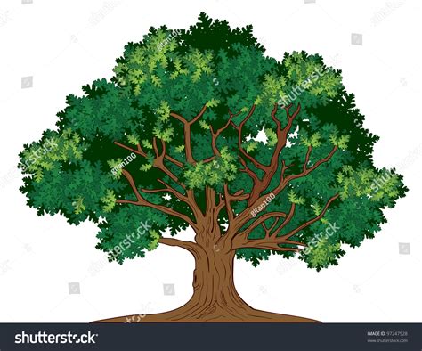 Vector Oak Tree 97247528 Shutterstock