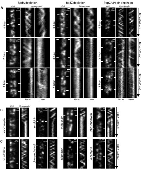 Coupled Circumferential Motions Of The Cell Wall Synthesis Machinery