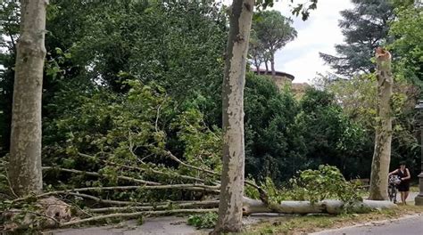 Faenza Alberi Caduti Per Le Forti Raffiche Di Vento Parco Bucci E